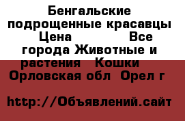 Бенгальские подрощенные красавцы. › Цена ­ 20 000 - Все города Животные и растения » Кошки   . Орловская обл.,Орел г.